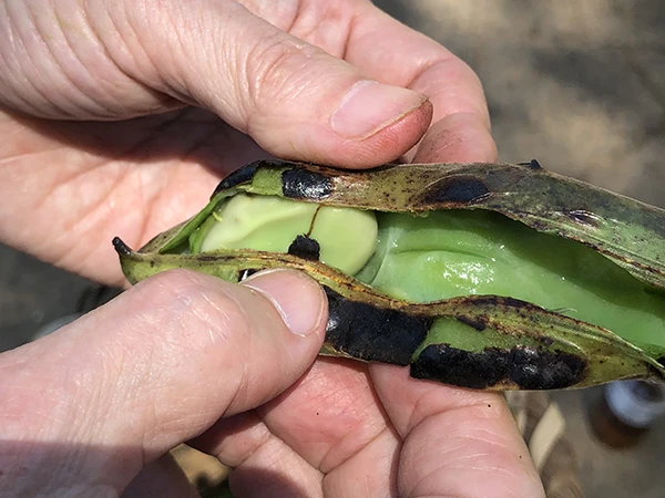 立派に育ったそら豆の株からそら豆を探すのは大変です！