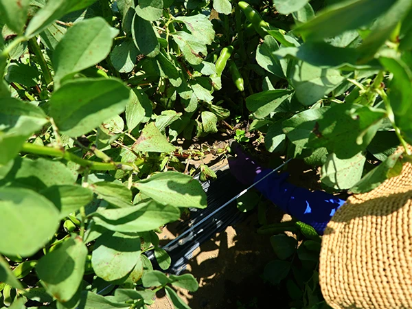 立派に育ったそら豆の株からそら豆を探すのは大変です！