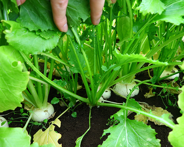 季節の野菜が届く宅配便を紹介しています。