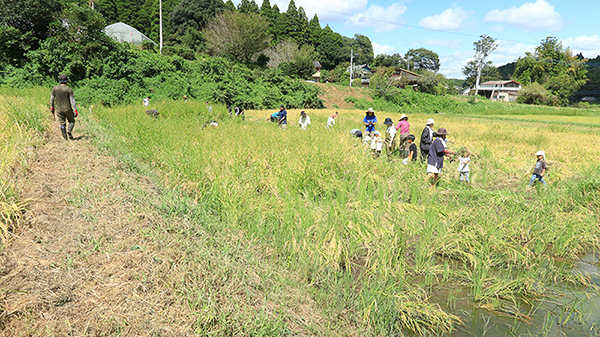 田んぼの周囲に移動して、皆さんで好きな場所から刈り取り作業を開始します。