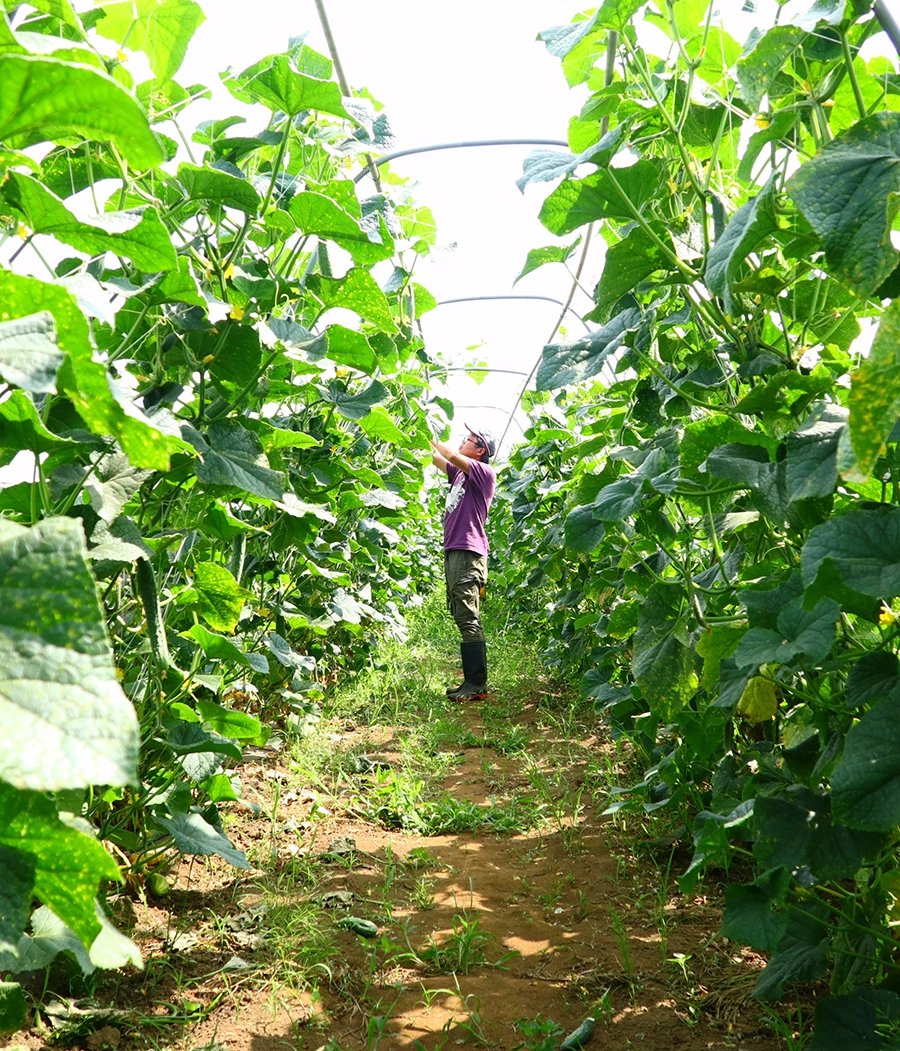 季節の野菜が届く宅配便を紹介しています。