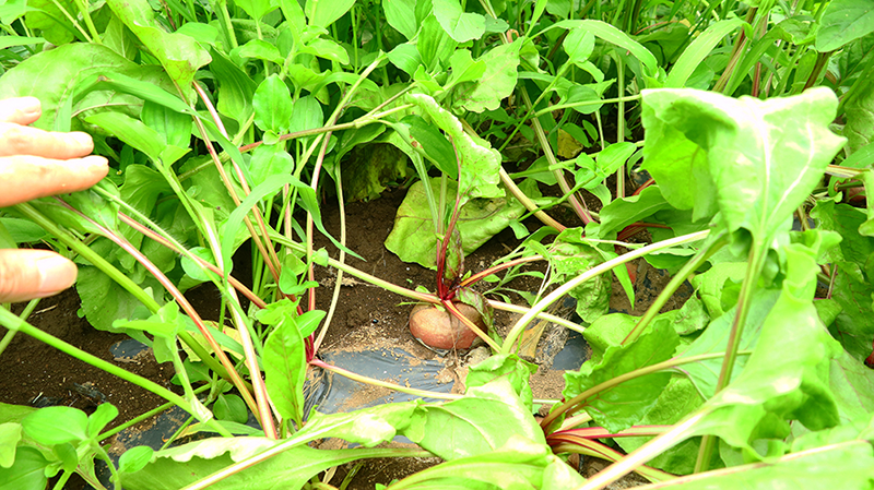カブと同様に、胚軸の部分が膨らみます。そこから茎が伸びて葉を生やします。