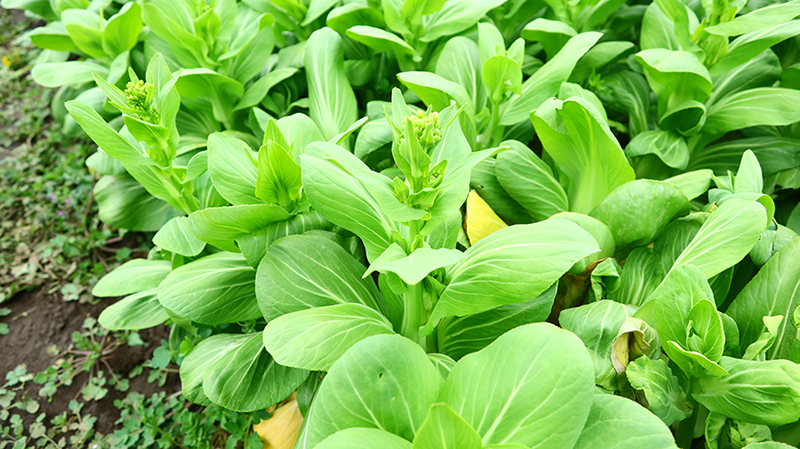 チンゲン菜花は花が咲く前に収穫する必要があり、提供できる期間は短いです。