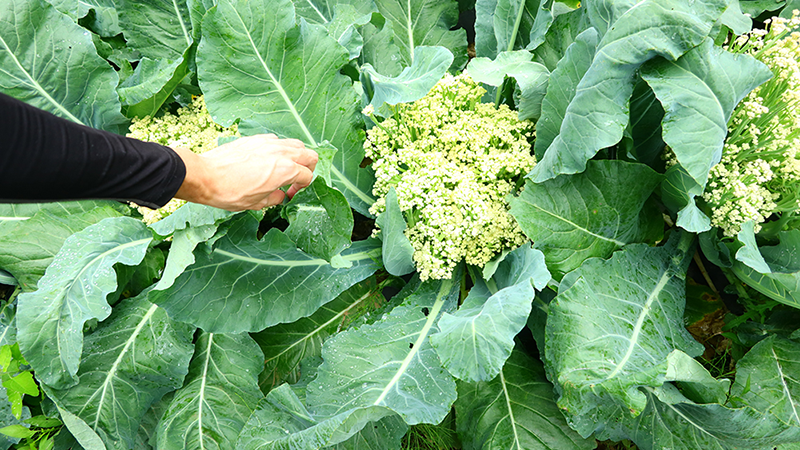 大きな葉の中央に花が咲きます。カリフローレは花の部分も茎が伸びていくので、適切なタイミングで収穫します。