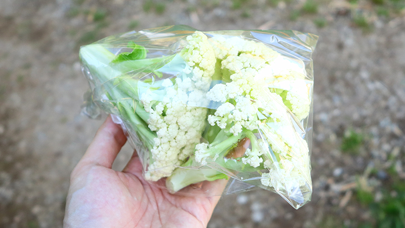 カリフローレは花の茎の部分を切って袋に入れいています。収穫時期により茎の長さが異なる場合があります。