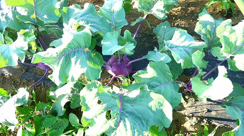 根の上の茎が膨らみ、そこから茎が伸び葉をつけます。