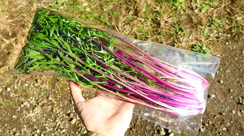 赤水菜は20~30cmほどの長さで提供しています。
