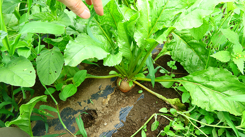 カブと同様に、胚軸の部分が膨らみます。そこから茎が伸びて葉を生やします。
