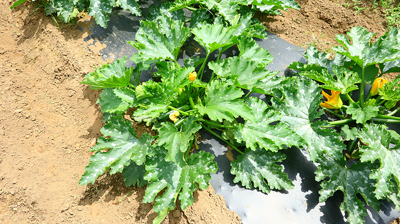 かぼちゃの仲間ですが、蔦はありません。また、葉が大きいのも特徴です。