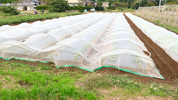 農薬を使わないので虫に食われないように、野菜を防虫ネットで覆って育てます。