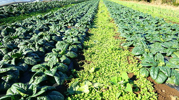 畑の通路の雑草は、野菜が育ったら刈り取らずにそのままにしています。