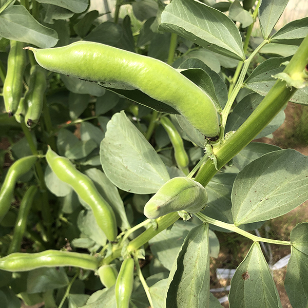 春は豆類が穫れます、一ヶ月ほどの短い期間ですがそら豆もいいですよ!