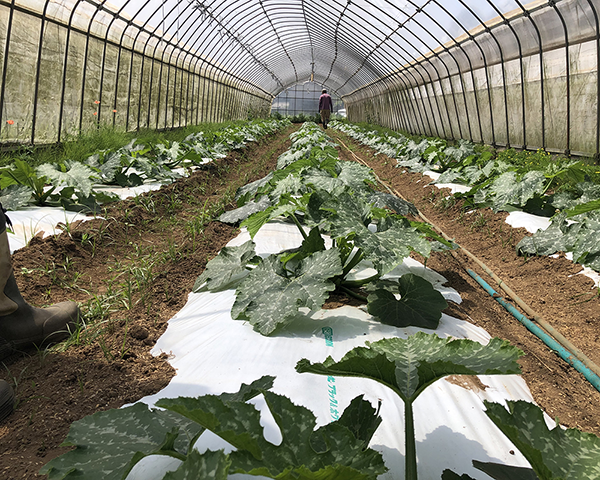 ハウス栽培なので、気温が暖かくないと育たない野菜をハウスで育てています。