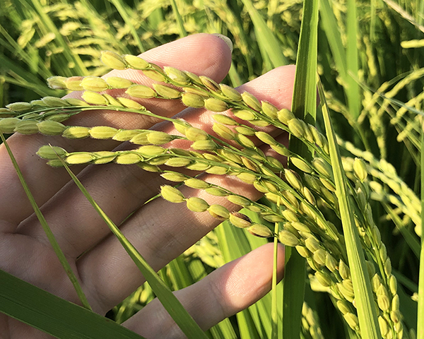 稲穂がしっかりと黄色になったら収穫します。
