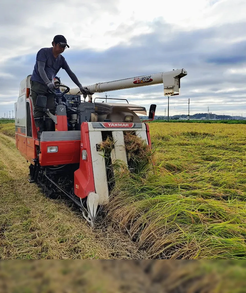 農場ではお米を栽培し、販売しています。